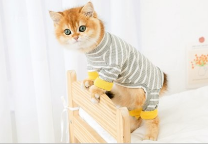 Chic British Short Cat Clothes | Anti-Hair Shedding Attire for Hairless Cats